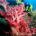 coral_soft_res_v_0705_png0007.jpg